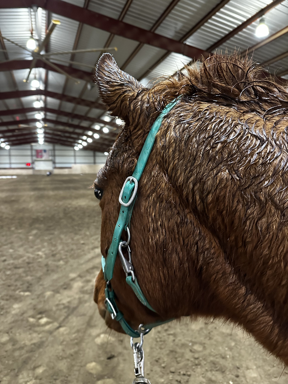 Nor Cal Obstacle Challenge December 2022